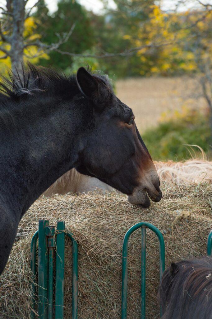 Ein schwarzes Pferd frisst Heu aus einem Rundballennetz, das in einem grünen Futterbehälter steht. Im Hintergrund sind weitere Pferde und eine herbstliche Landschaft zu sehen