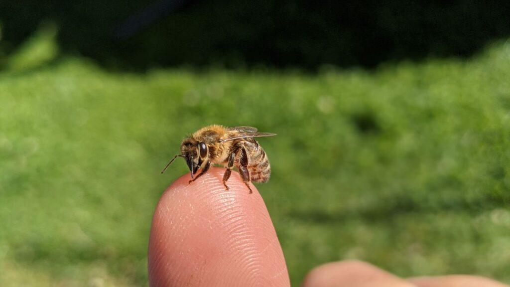 Eine Honigbiene sitzt auf der Spitze eines Fingers, symbolisiert die natürliche Herkunft von Propolis Tinktur, die von Bienen produziert wird