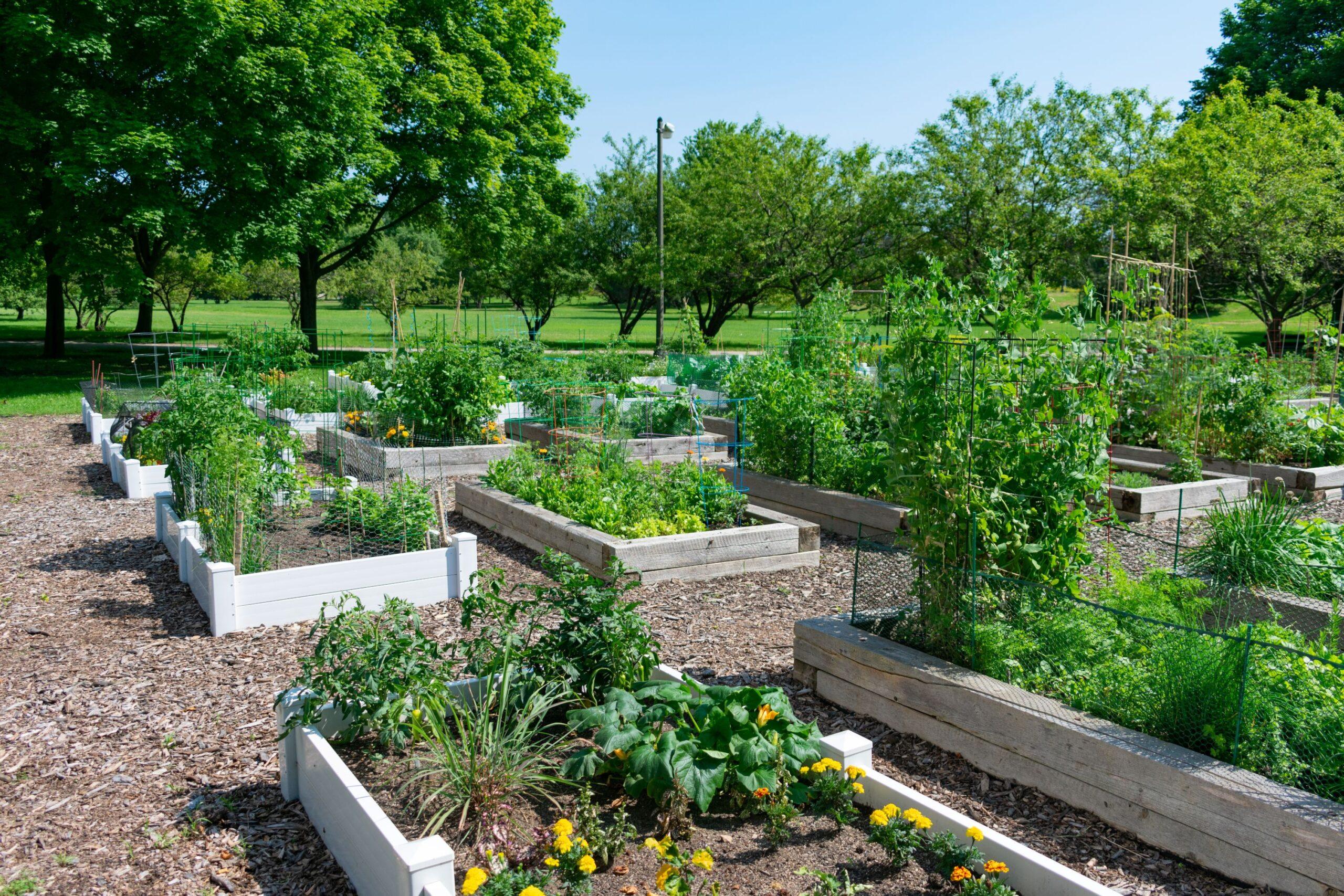 Ein Gemeinschaftsgarten