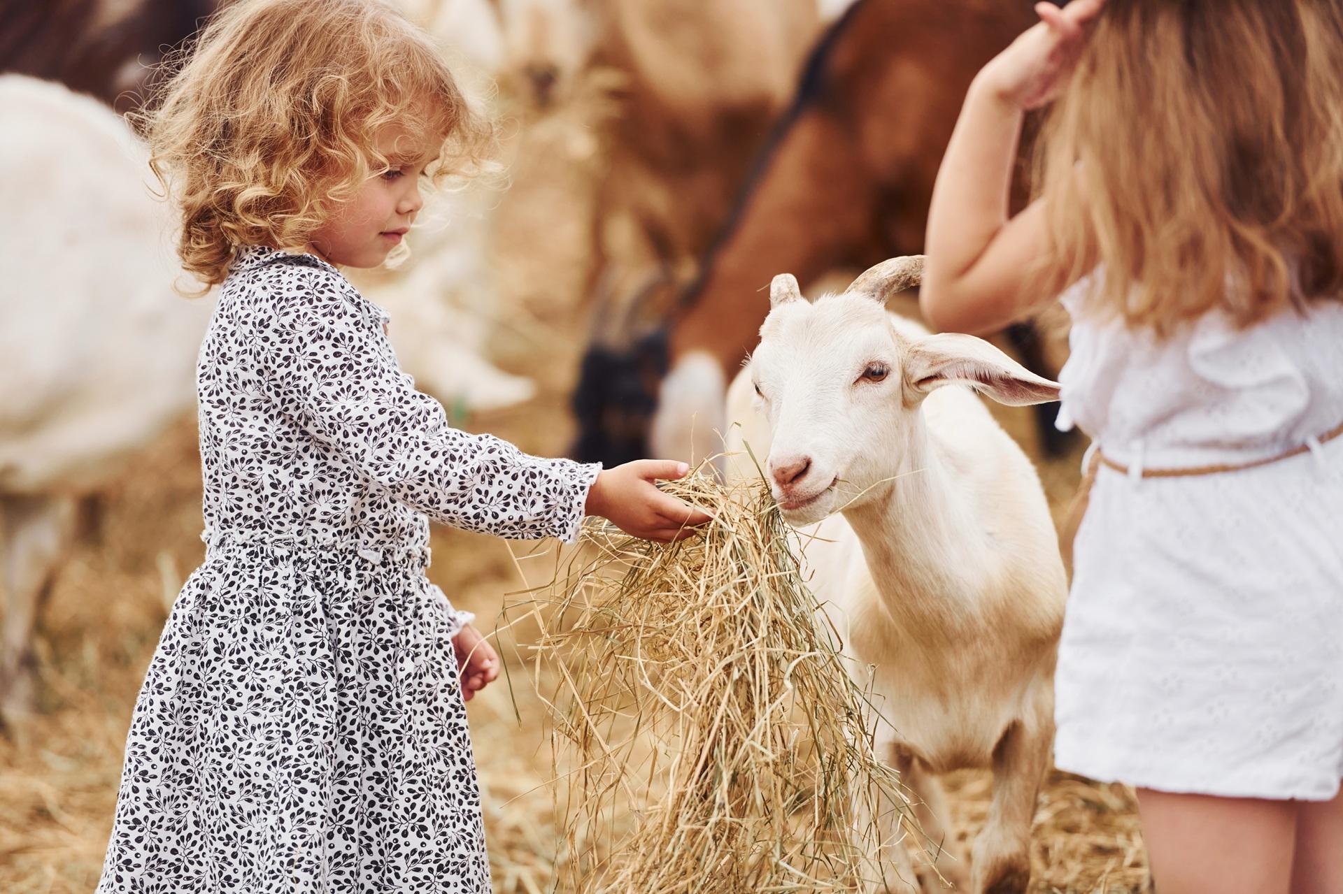 Kinder geben Heu an Ziege | Futterraufen

